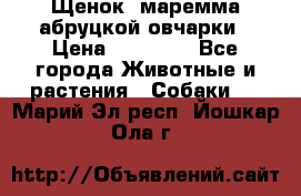 Щенок  маремма абруцкой овчарки › Цена ­ 50 000 - Все города Животные и растения » Собаки   . Марий Эл респ.,Йошкар-Ола г.